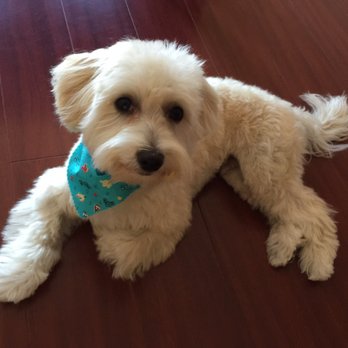 Suds 'n' Scissors - Pet Groomers Near Me - Coquitlam, British Columbia