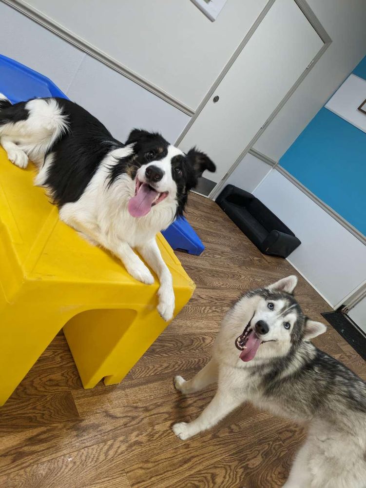 Winter Park Paws - pet boarding facility in Winter Park, FL