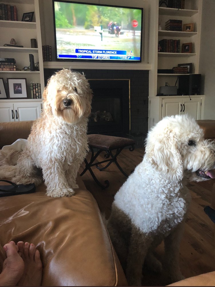 PETCO ALL 4 PETS Saint Paul, Minnesota Pet Adoption Phone Number