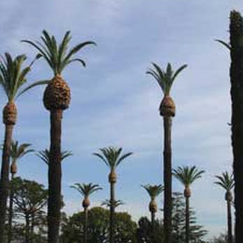 Natural Green Tree Care - Tree Services Near Me - Santa Ana, California Natural Green Tree Care - Tree Services Near Me - Santa Ana, California