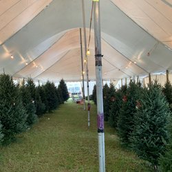 Happ's Homegrown Christmas Trees - Beautiful, Fresh Fraser Fir trees inside the tent protected from the sun ready for you to take home and decorate!