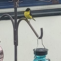 HD RV Ranch - Beautiful bird