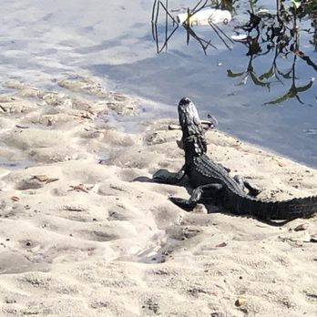 Sweetwater Wetlands Park - Small alligator sunning. Litter ends up here from the streets. - Hiking Near Me - Gainesville, Florida Sweetwater Wetlands Park - Small alligator sunning. Litter ends up here from the streets. - Hiking Near Me - Gainesville, Florida