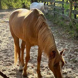 Southern Breeze Equestrian Center - Butters eating his hay