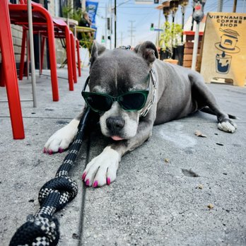Nam Coffee - Jasmine's favorite spot to chill after she gets her milk bone and water at Nam. - Coffee & Tea Near Me - Los Angeles, California Nam Coffee - Jasmine's favorite spot to chill after she gets her milk bone and water at Nam. - Coffee & Tea Near Me - Los Angeles, California