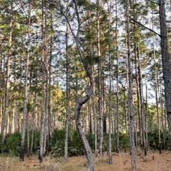 Upper Tampa Bay Trail