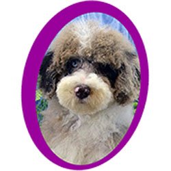 double r aussiedoodles