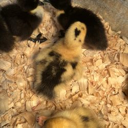 Bomgaars - Cute chicken with a heart on its head