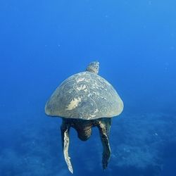 Kauai Sea Rider Adventures - This large male honu we saw that was so relaxed in the water at the Sheraton Caverns just chilling