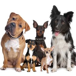 Linda's Errand Girls - We are professional pet sitters...bonded and insured