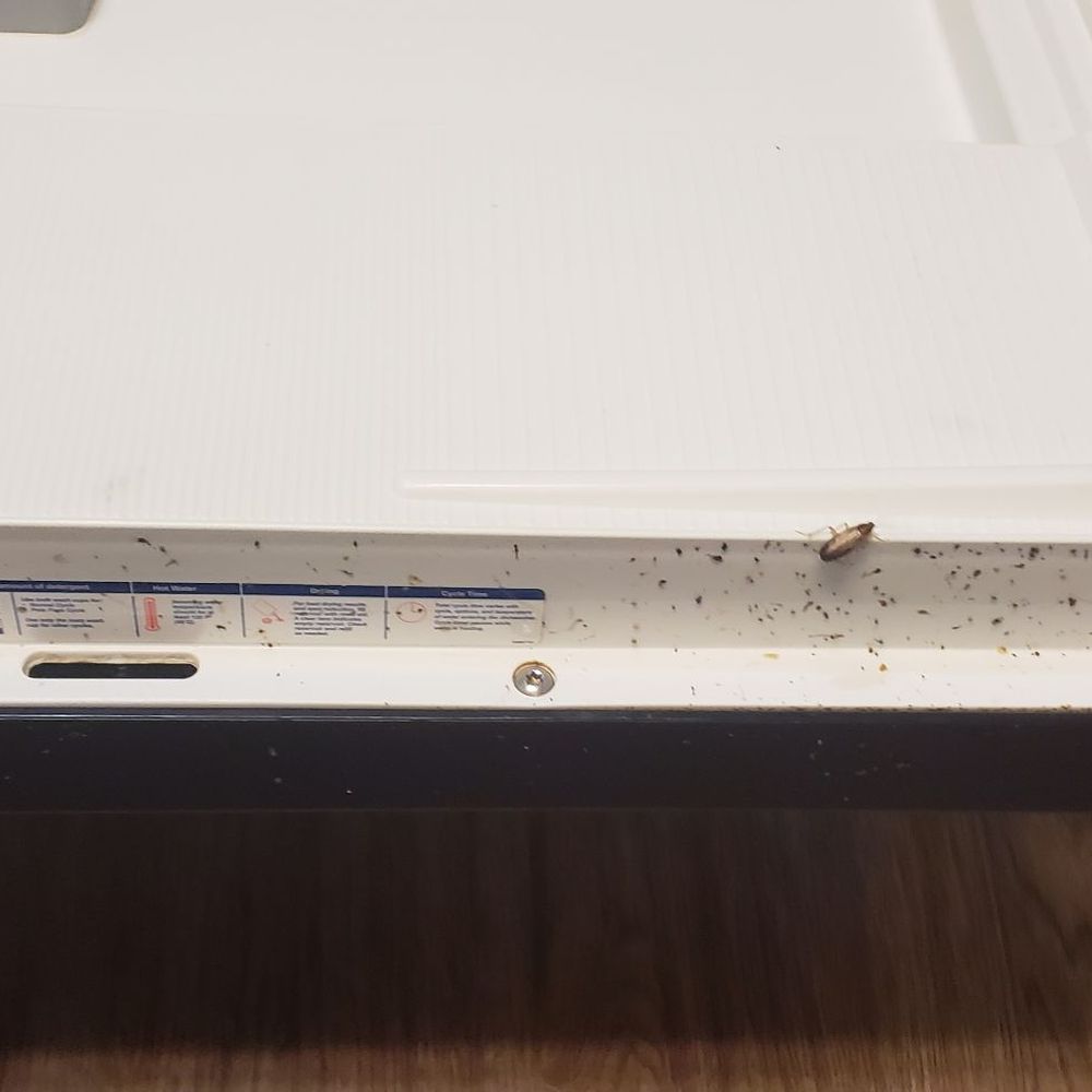 AMH - Live roaches & eggs - Property Management Near Me - Norcross, Georgia AMH - Live roaches & eggs - Property Management Near Me - Norcross, Georgia