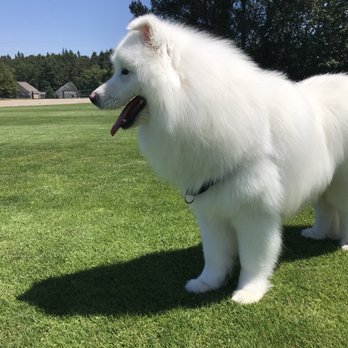 Pup Scrub - Simba after his Pup Scrub appointment looking fluffier and more cloud like than ever! - Pet Groomers Near Me - Kirkland, Washington Pup Scrub - Simba after his Pup Scrub appointment looking fluffier and more cloud like than ever! - Pet Groomers Near Me - Kirkland, Washington
