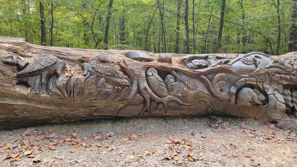 William B. Umstead State Park by null