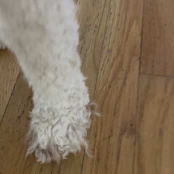 Dapper Tails - Pet Groomers Near Me