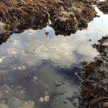 Fitzgerald Marine Reserve - Excellent tide pools. - Parks Near Me - Moss Beach, California Fitzgerald Marine Reserve - Excellent tide pools. - Parks Near Me - Moss Beach, California