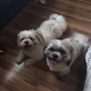 Simply Grooming by Rita - Bodhi and Cooper before - Pet Groomers Near Me - Vacaville, California Simply Grooming by Rita - Bodhi and Cooper before - Pet Groomers Near Me - Vacaville, California