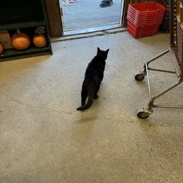 Cat in the store lol Cat in the store lol