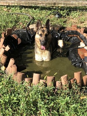 chris carr dog trainer