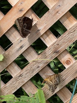 The Original Mackinac Island Butterfly House & Insect World by null