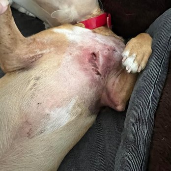 Lone Star Dog Ranch - Dog Injury - Pet Sitting Near Me - Anna, Texas Lone Star Dog Ranch - Dog Injury - Pet Sitting Near Me - Anna, Texas