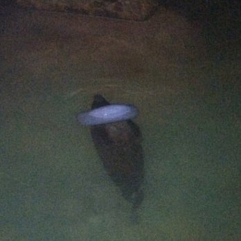 Bahia Resort Hotel - The seals sleeping! :) - San Diego, CA