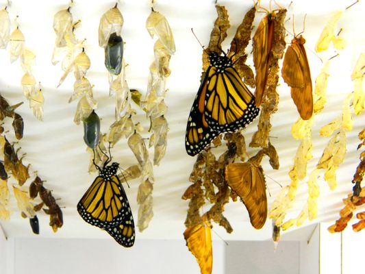 Butterfly Wonderland by null