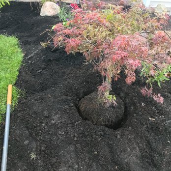 JK Landscaping - a small tree in a hole in the ground - Landscaping Near Me JK Landscaping - a small tree in a hole in the ground - Landscaping Near Me