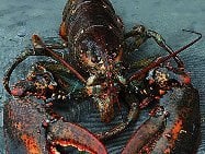 Lam's Seafood Market by null
