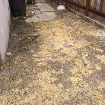 Ramirez Corporation Gardening Service - After work beside the home , there is 3 around 2 feet tall flower bushes there. I request them to remove and they did it quickly . - Landscaping Near Me