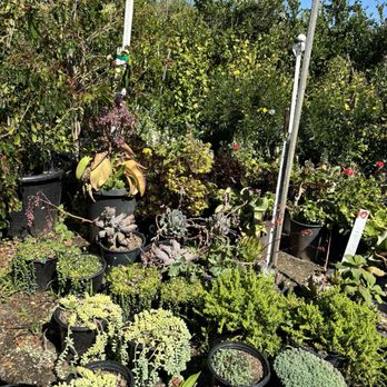 Nursery Gardenia - Nurseries & Gardening Near Me - Northridge, California Nursery Gardenia - Nurseries & Gardening Near Me - Northridge, California