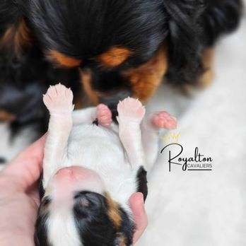Royalton Cavaliers - Black and tan Cavalier mom and puppy - Pet Breeders Near Me Royalton Cavaliers - Black and tan Cavalier mom and puppy - Pet Breeders Near Me