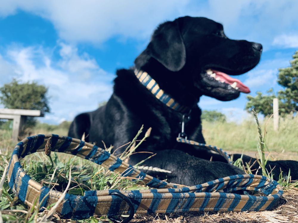 PARKGATE PAWS DOG OUTFITTERS Pet Stores 3a Earle Drive, Parkgate