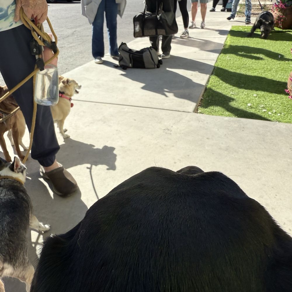 Jam Veterinary Services - Look at this line at 9:45 a.m. on a Sunday! - Veterinarians Near Me - Pahrump, Nevada