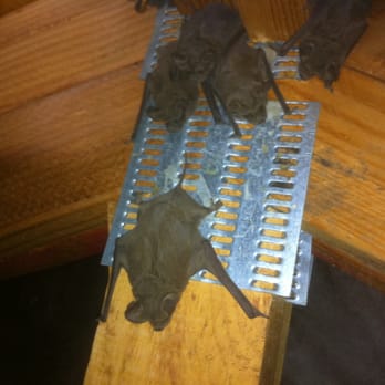 Benchmark Pest Control - Brown bats in attic. - Pest Control Near Me - Bakersfield, California Benchmark Pest Control - Brown bats in attic. - Pest Control Near Me - Bakersfield, California