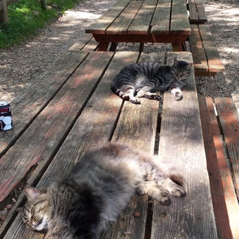Mountain Crossings - Killer kitties - Outdoor Gear Near Me - Blairsville, Georgia