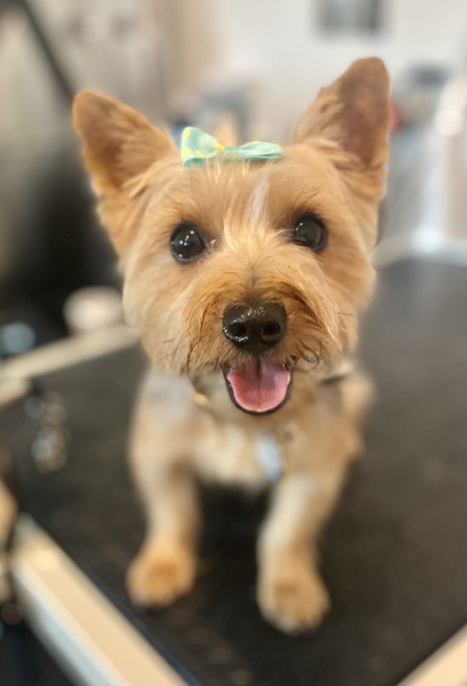 CLEAN DOG TN Updated September 2024 15 Photos Franklin, Tennessee