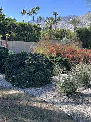 Palm Springs Mod Squad (Architecture Tours) by null