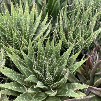 Florida Cactus - Nurseries & Gardening Near Me - Apopka, Florida Florida Cactus - Nurseries & Gardening Near Me - Apopka, Florida