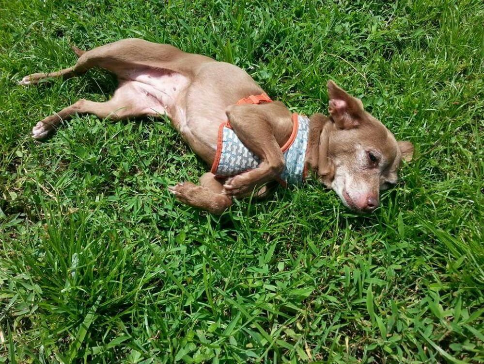 Ellie's Paw Palace - pet boarding facility in Orlando, FL