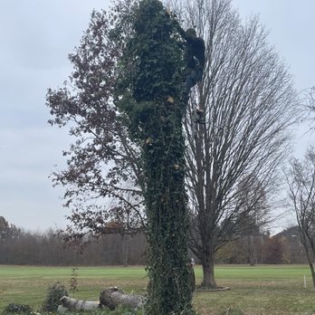 Chava Tree Service - Tree Services Near Me - South Bend, Indiana