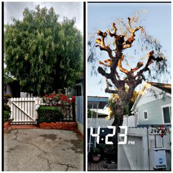 Sal's Gardening Service - California Pepper Tree Trimming 

Cut away any dead or diseased limbs. Using a pruning saw. Cut the limbs all the way back to the trunk.