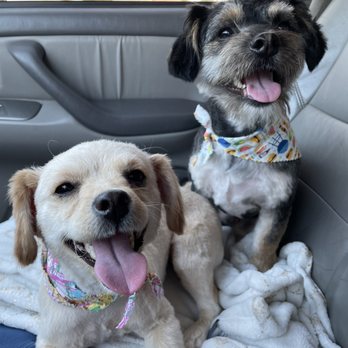 Paw Prints Dog Grooming - Pet Groomers Near Me Paw Prints Dog Grooming - Pet Groomers Near Me
