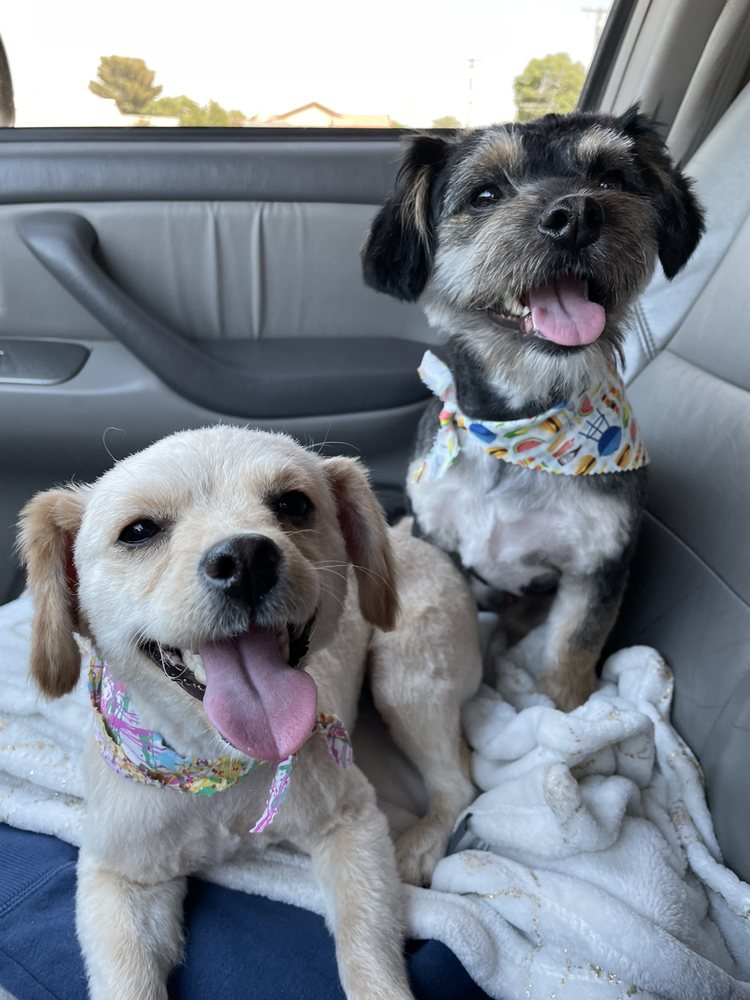 PAW PRINTS DOG GROOMING 13 Photos Palmdale, CA Yelp