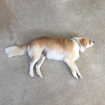 Puppy Cutz - penny's hair after haircut #3! - Pet Groomers Near Me - San Jose, California
