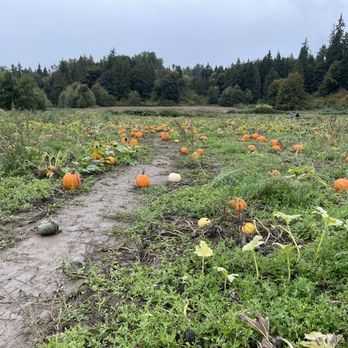 Bob's Corn & Pumpkin Farm - Pumpkin patch - Pumpkin Patches Near Me - Snohomish, Washington
