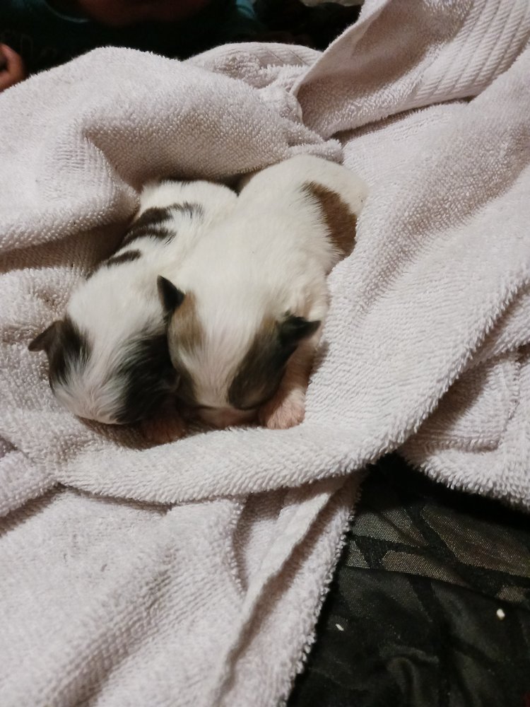 PUPS & BOOTS Houston, TX Yelp