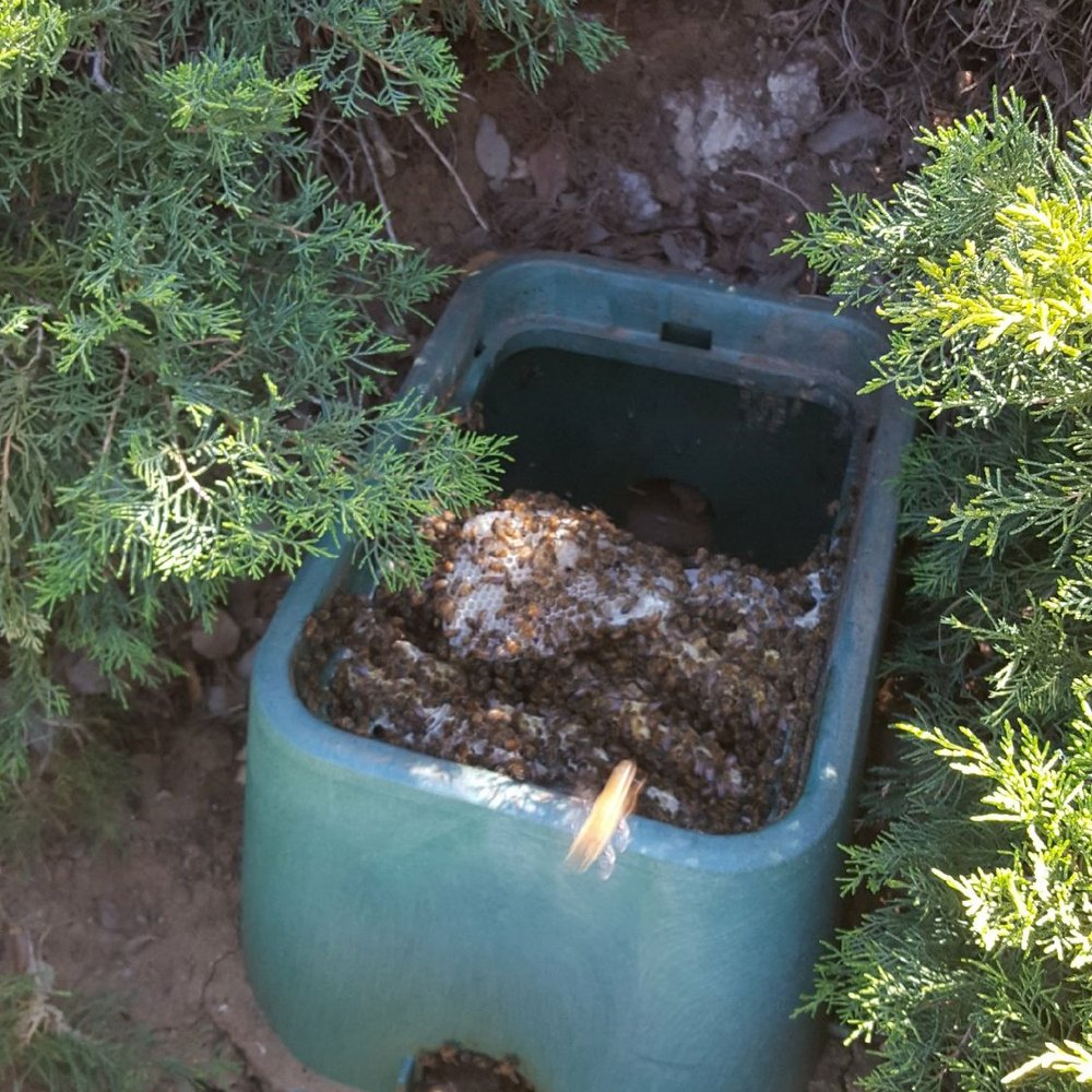 Riverside Bee Removal Pros - Bees inside out sprinkler valve box, yikes!!!!! - Pest Control Near Me - Temecula, California