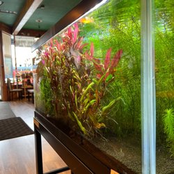 Teriyaki Point - Aquarium