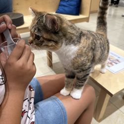 Cat Cafe MOFF Pearlridge Center