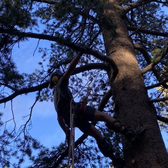 Sierra Timber Scape - Operating in the tree! - Tree Services Near Me Sierra Timber Scape - Operating in the tree! - Tree Services Near Me